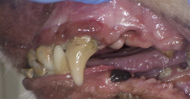 プラズマ治療前